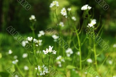 White wildflowers