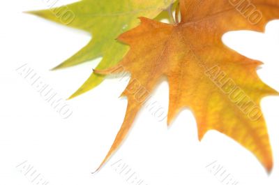 Two leaves