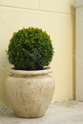 Plant in big ceramic pot