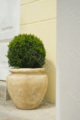 Plant in big ceramic pot