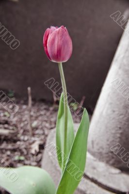 Tulip