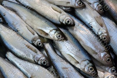 fresh fish