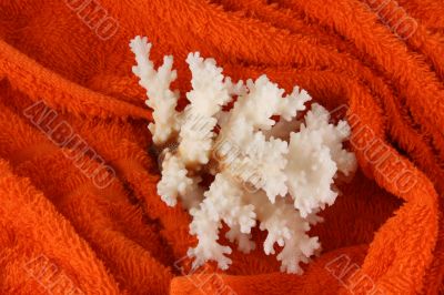 corals
