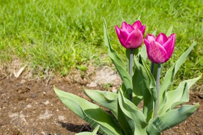 two tulips