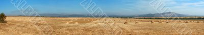 Field after the harvest