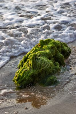 On a sea beach.