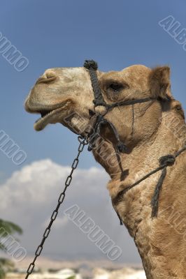 Camel with a bridle