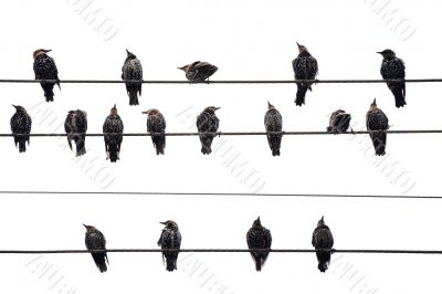 Birds on a Wire.  Isolated on white.