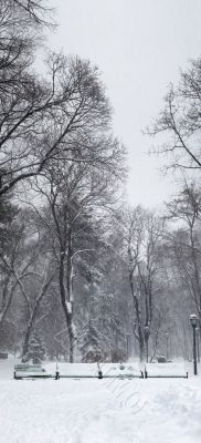 snowstorm in the park