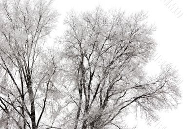 frozen tree branches