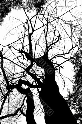 dead tree silhouete
