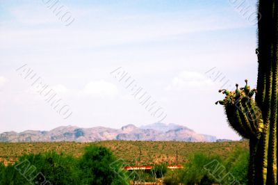 Arizona Desert Hills and Cactus