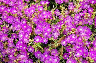 Succulent Flower Blooming