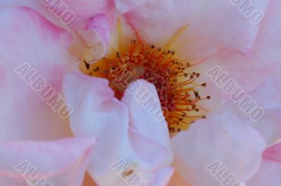 Pink Rose