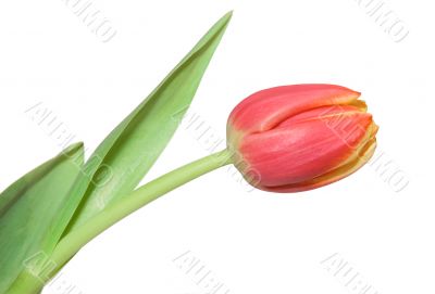 Tulip