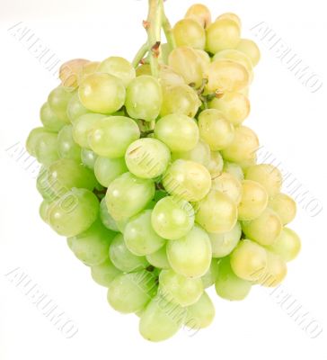 Grapes