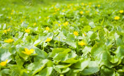 spring yellow flowers