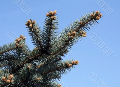Fur-tree branch