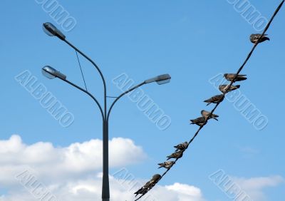 Pigeons on an electric wire