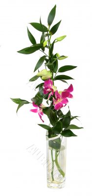 pink orchis in water