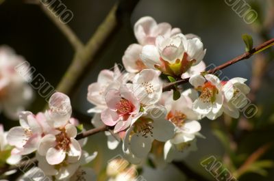 pinkish-white almond blossoms