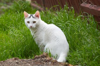 white stray cat in the grass