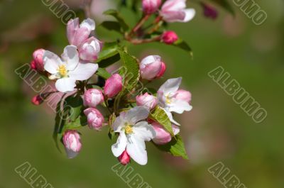 pinkish-white apple blossoms