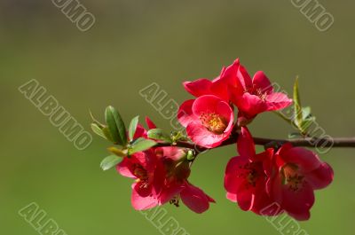 quince blossoms