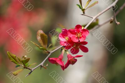 quince blossoms