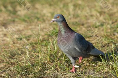 turtle-dove