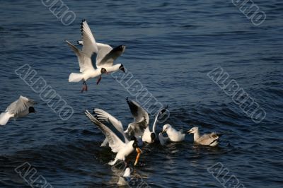 lot of white beautiful seagulls in water fighting
