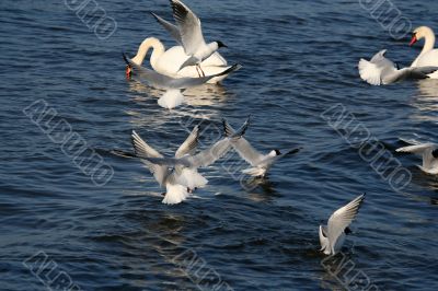 lot of white beautiful seagulls above water fliying