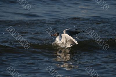 white beautiful seagull in water swimming
