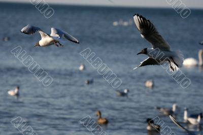 white beautiful seagulls above water fliying