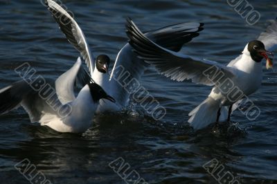 white beautiful seagulls in water swimming