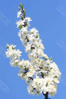 Branch of a cherry tree