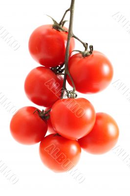 Group of tomato