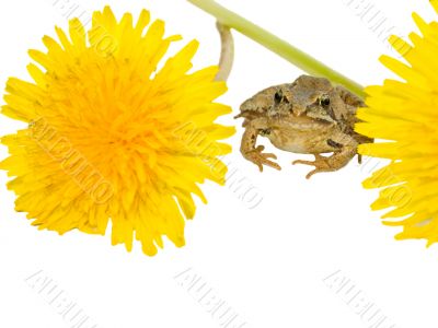 frog end flowers