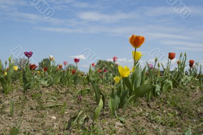 Field of Tulips.