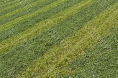 Organic texture. Striped lawn