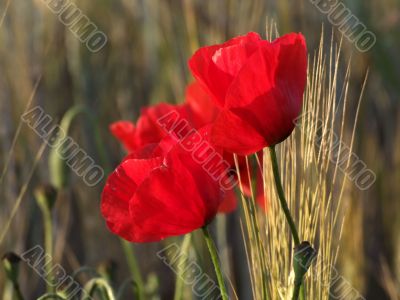 Poppies close-up