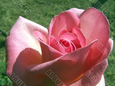 Pink rose
