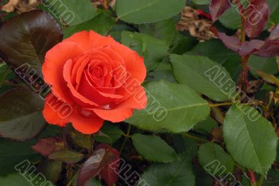 Solitary Rose