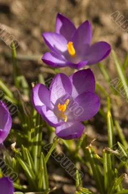 Spring Flowers