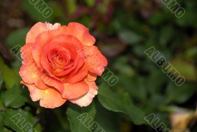 Solitary Rose