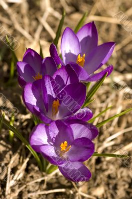Spring Flowers