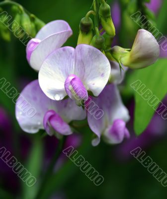 Sweet Pea