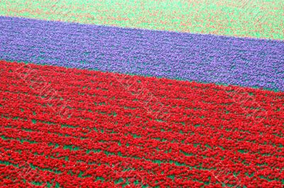 Tulip Fields