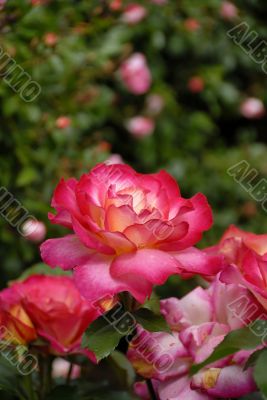 Solitary Rose