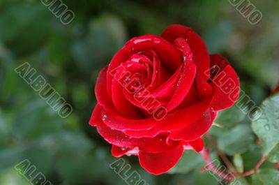 Solitary Rose